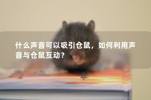 什么声音可以吸引仓鼠，如何利用声音与仓鼠互动？