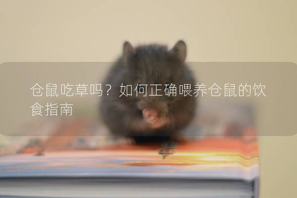 仓鼠吃草吗？如何正确喂养仓鼠的饮食指南