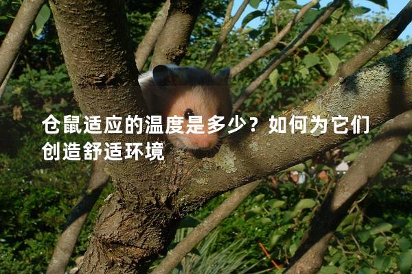 仓鼠适应的温度是多少？如何为它们创造舒适环境