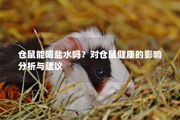 仓鼠能喝盐水吗？对仓鼠健康的影响分析与建议
