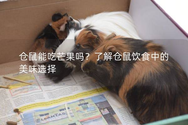 仓鼠能吃芒果吗？了解仓鼠饮食中的美味选择