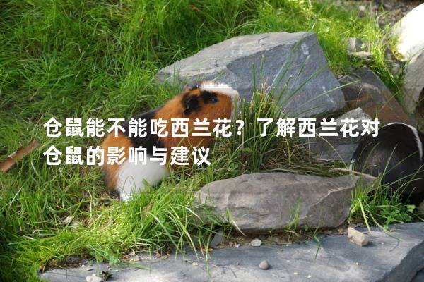 仓鼠能不能吃西兰花？了解西兰花对仓鼠的影响与建议