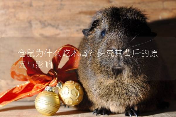 仓鼠为什么吃木屑？探究其背后的原因与影响