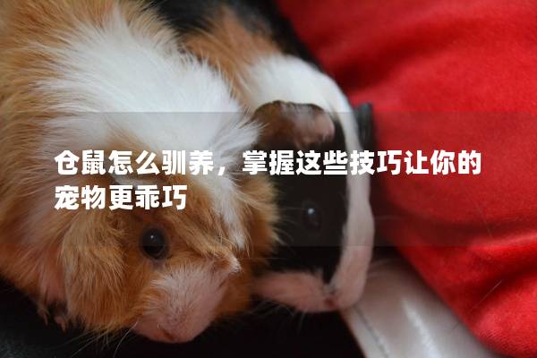 仓鼠怎么驯养，掌握这些技巧让你的宠物更乖巧
