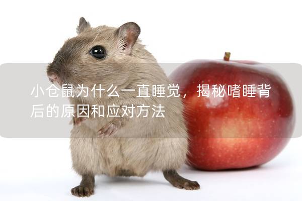 小仓鼠为什么一直睡觉，揭秘嗜睡背后的原因和应对方法