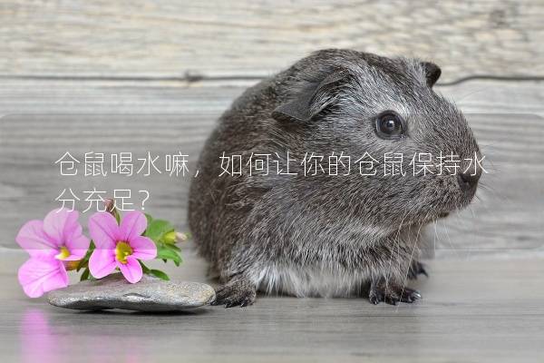 仓鼠喝水嘛，如何让你的仓鼠保持水分充足？