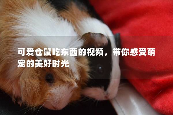 可爱仓鼠吃东西的视频，带你感受萌宠的美好时光