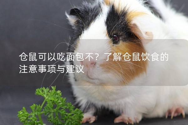 仓鼠可以吃面包不？了解仓鼠饮食的注意事项与建议