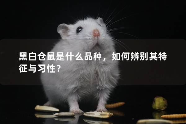 黑白仓鼠是什么品种，如何辨别其特征与习性？