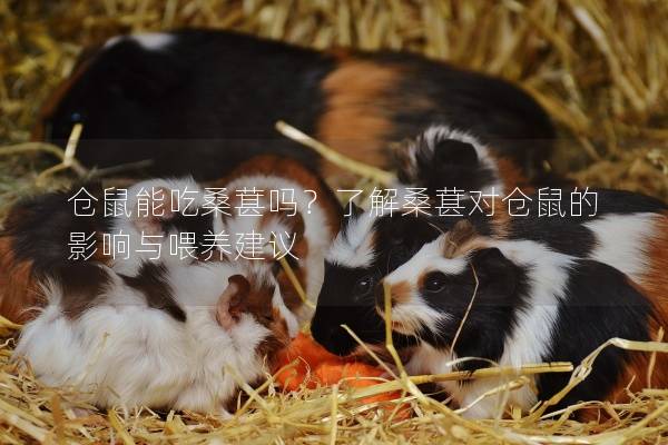 仓鼠能吃桑葚吗？了解桑葚对仓鼠的影响与喂养建议