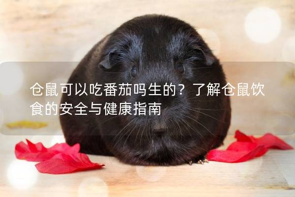仓鼠可以吃番茄吗生的？了解仓鼠饮食的安全与健康指南
