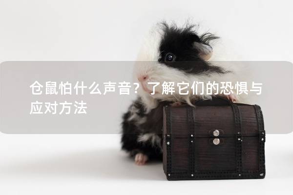 仓鼠怕什么声音？了解它们的恐惧与应对方法