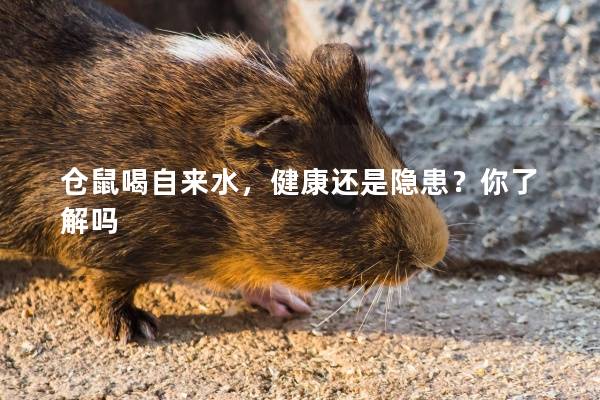仓鼠喝自来水，健康还是隐患？你了解吗