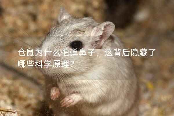 仓鼠为什么怕弹鼻子，这背后隐藏了哪些科学原理？