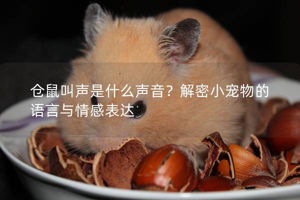 仓鼠叫声是什么声音？解密小宠物的语言与情感表达
