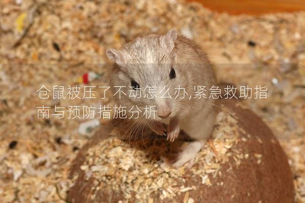 仓鼠被压了不动怎么办,紧急救助指南与预防措施分析