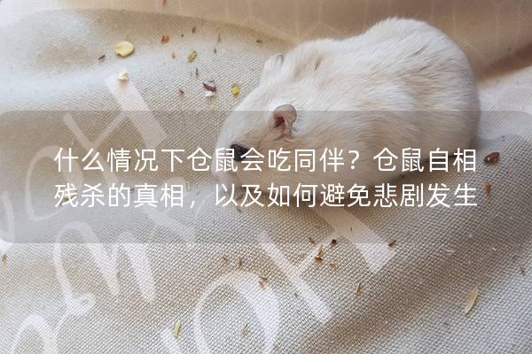 什么情况下仓鼠会吃同伴？仓鼠自相残杀的真相，以及如何避免悲剧发生