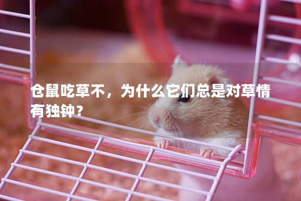仓鼠吃草不，为什么它们总是对草情有独钟？
