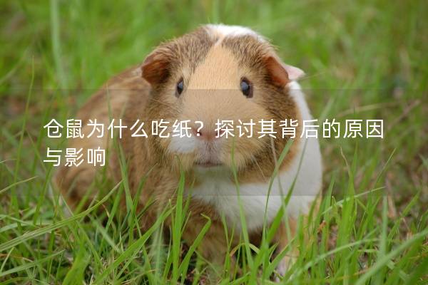 仓鼠为什么吃纸？探讨其背后的原因与影响