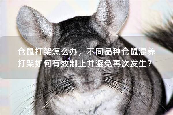 仓鼠打架怎么办，不同品种仓鼠混养打架如何有效制止并避免再次发生？