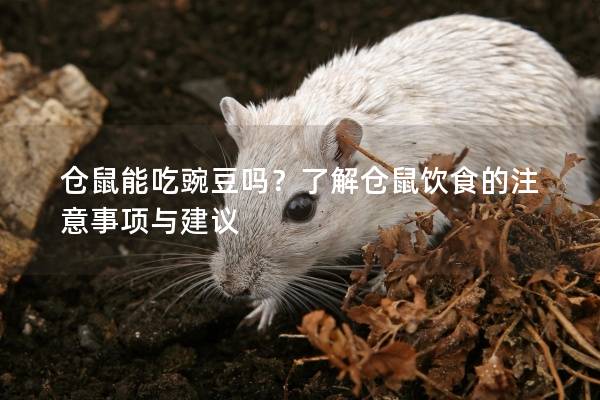仓鼠能吃豌豆吗？了解仓鼠饮食的注意事项与建议