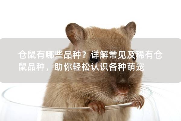 仓鼠有哪些品种？详解常见及稀有仓鼠品种，助你轻松认识各种萌宠