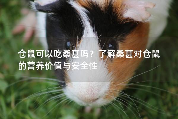 仓鼠可以吃桑葚吗？了解桑葚对仓鼠的营养价值与安全性