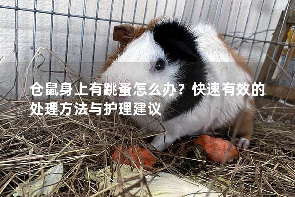 仓鼠身上有跳蚤怎么办？快速有效的处理方法与护理建议