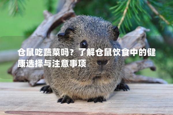 仓鼠吃蔬菜吗？了解仓鼠饮食中的健康选择与注意事项