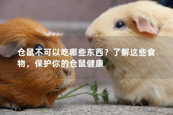仓鼠不可以吃哪些东西？了解这些食物，保护你的仓鼠健康