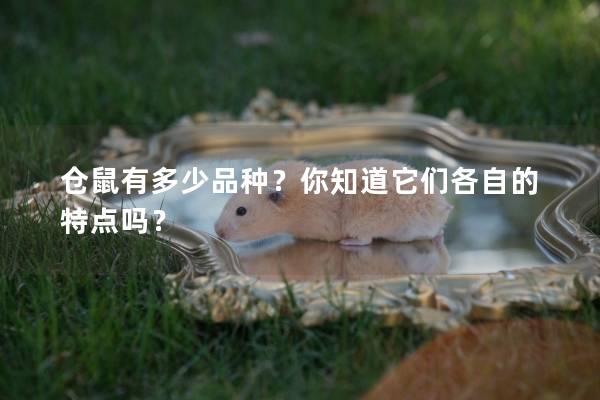 仓鼠有多少品种？你知道它们各自的特点吗？