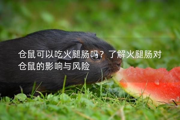 仓鼠可以吃火腿肠吗？了解火腿肠对仓鼠的影响与风险