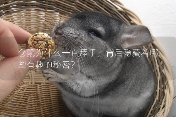 仓鼠为什么一直舔手，背后隐藏着哪些有趣的秘密？