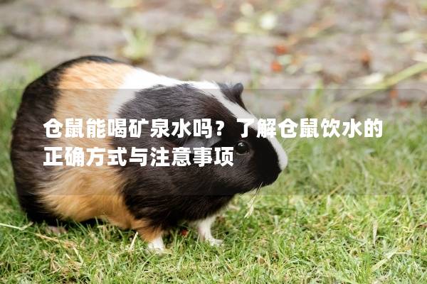 仓鼠能喝矿泉水吗？了解仓鼠饮水的正确方式与注意事项
