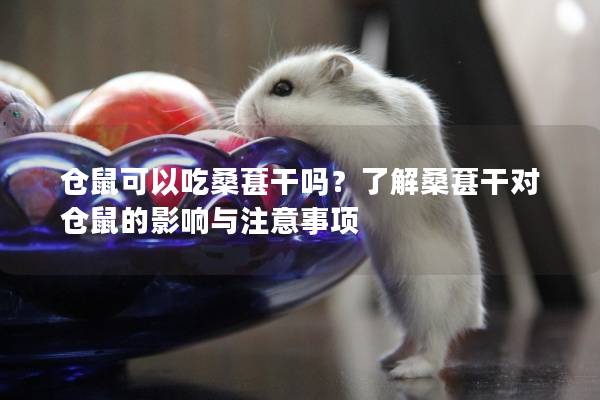 仓鼠可以吃桑葚干吗？了解桑葚干对仓鼠的影响与注意事项