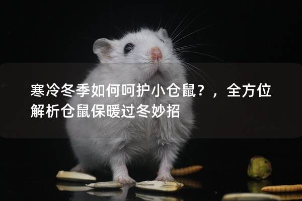 寒冷冬季如何呵护小仓鼠？，全方位解析仓鼠保暖过冬妙招
