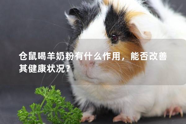 仓鼠喝羊奶粉有什么作用，能否改善其健康状况？