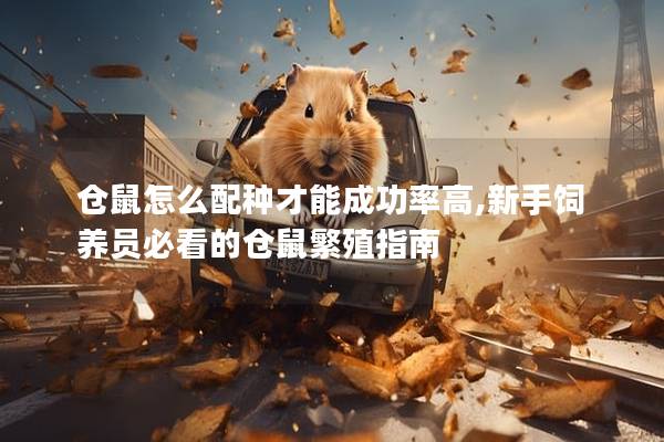 仓鼠怎么配种才能成功率高,新手饲养员必看的仓鼠繁殖指南