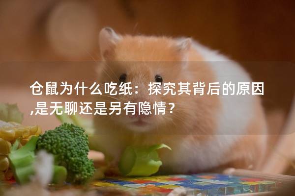 仓鼠为什么吃纸：探究其背后的原因,是无聊还是另有隐情？
