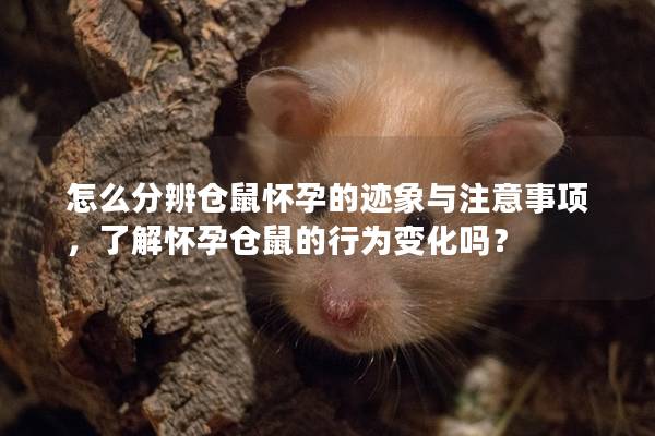 怎么分辨仓鼠怀孕的迹象与注意事项，了解怀孕仓鼠的行为变化吗？