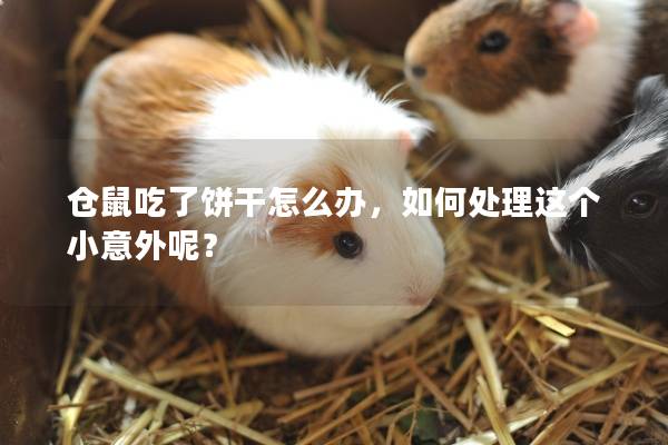 仓鼠吃了饼干怎么办，如何处理这个小意外呢？