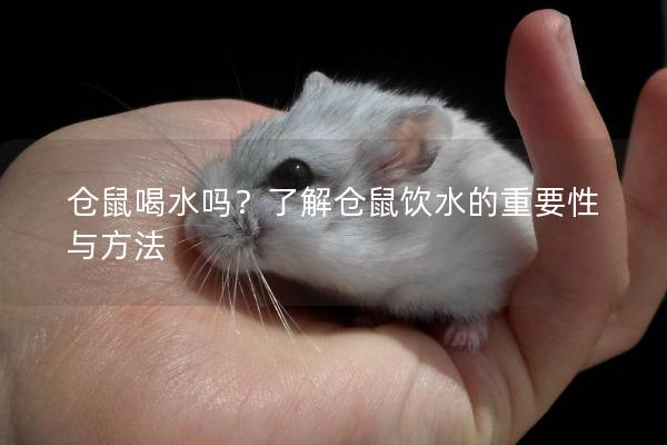 仓鼠喝水吗？了解仓鼠饮水的重要性与方法