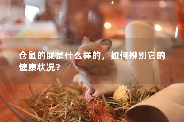 仓鼠的屎是什么样的，如何辨别它的健康状况？