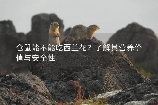 仓鼠能不能吃西兰花？了解其营养价值与安全性