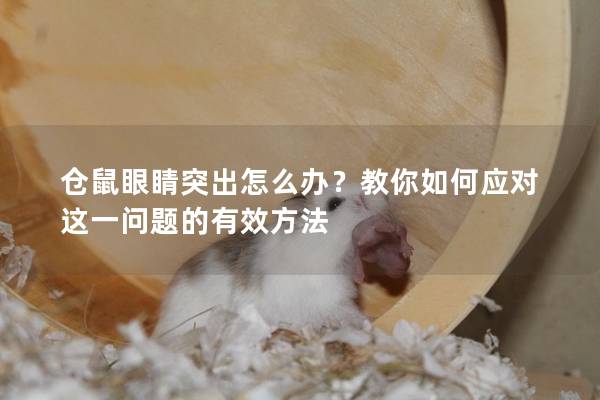 仓鼠眼睛突出怎么办？教你如何应对这一问题的有效方法