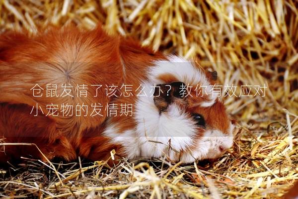仓鼠发情了该怎么办？教你有效应对小宠物的发情期