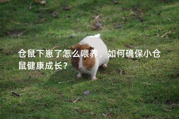 仓鼠下崽了怎么喂养，如何确保小仓鼠健康成长？
