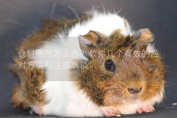 仓鼠胀气怎么办？教你几个有效的应对方法和注意事项
