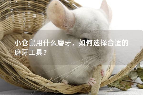 小仓鼠用什么磨牙，如何选择合适的磨牙工具？