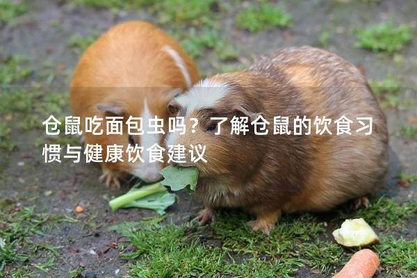 仓鼠吃面包虫吗？了解仓鼠的饮食习惯与健康饮食建议